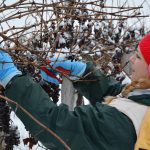 LEDENA BERBA: Vrhunski izazov ili igra s mazohizmom i viškom grožđa