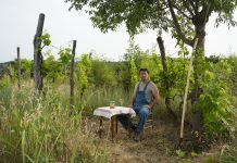 TOMISLAV BRAJNOVIĆ — Vino ne počinje u vinogradu