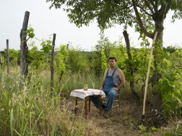 TOMISLAV BRAJNOVIĆ — Vino ne počinje u vinogradu